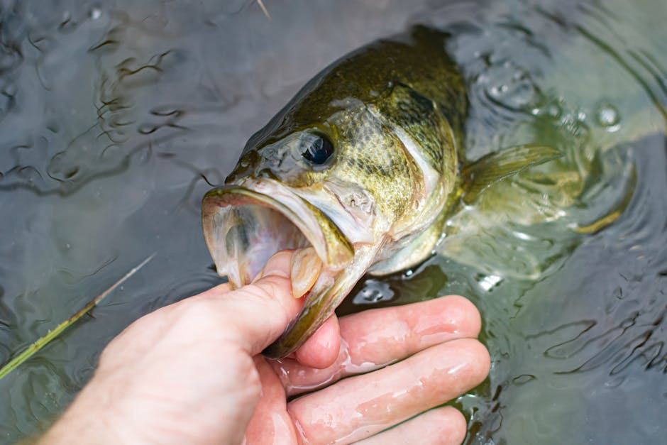 Bluegill sunfish with dark vertical bars and blue-edged ear flap, one of the easiest fish for beginners to catch