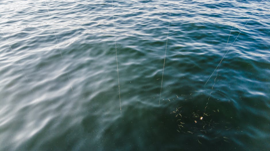 Fishing line spools showing monofilament, fluorocarbon, and braided line types for comparison
