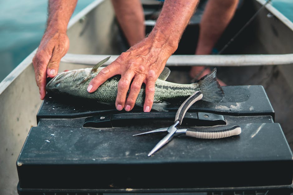Close-up of fishing pliers removing a hook from a bass mouth