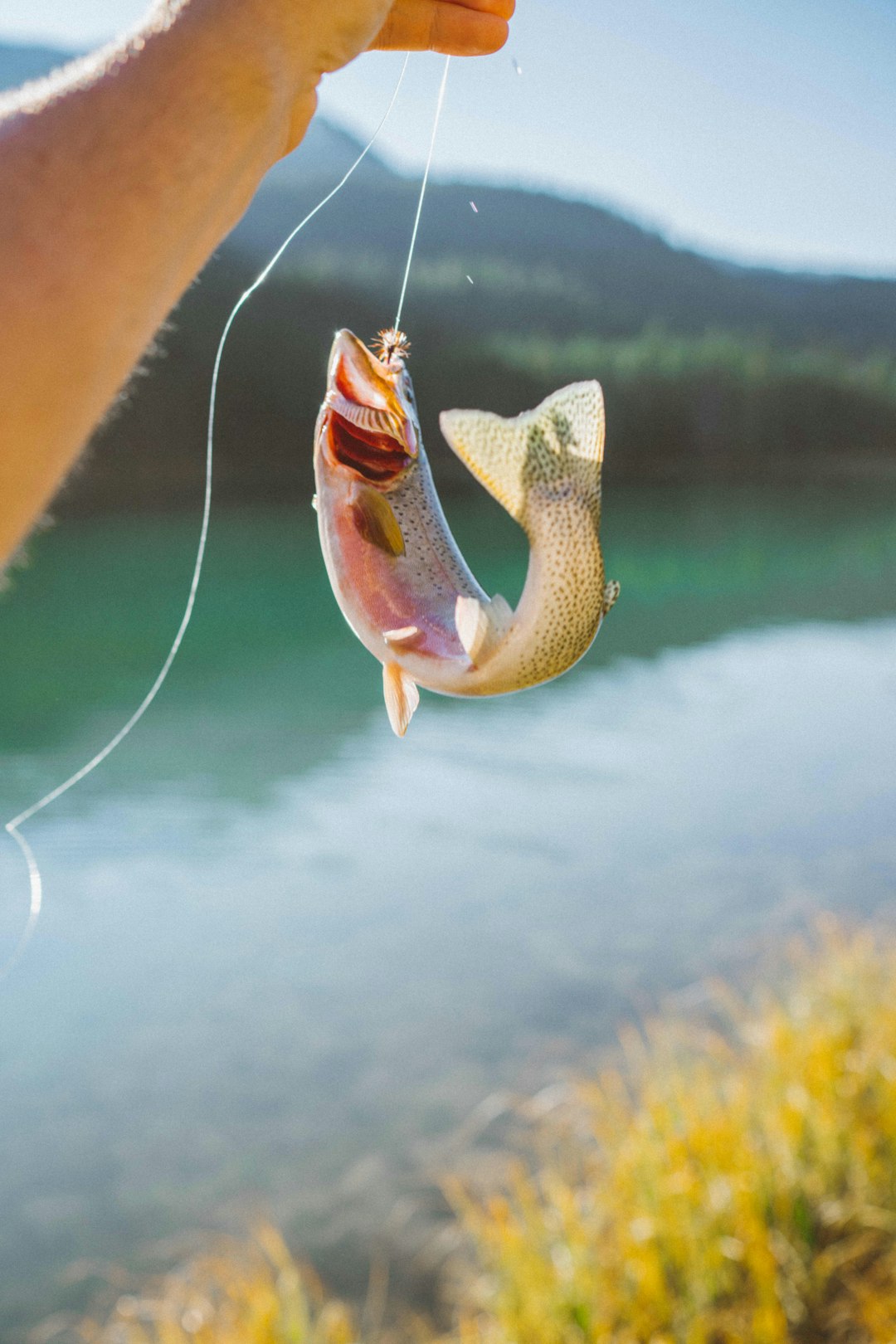 Angler casting toward the edge of a thick weed bed from shore