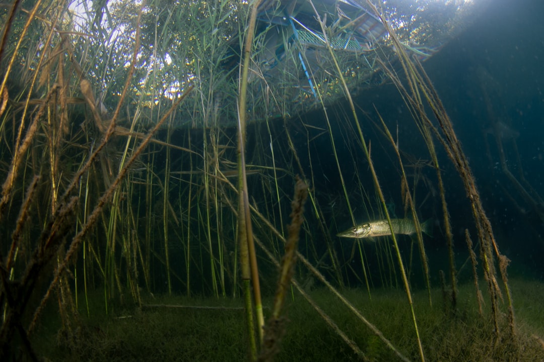 Bass using weed beds for cover and ambush hunting in vegetation