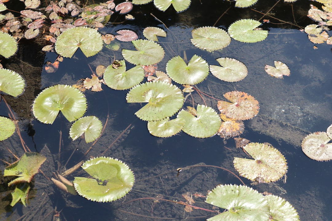 Oxygen-rich water around aquatic vegetation during warm summer months
