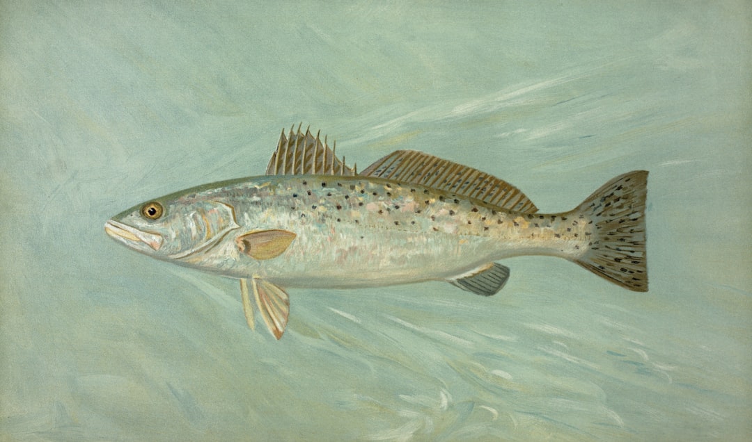 Speckled sea trout swimming in clear shallow coastal water