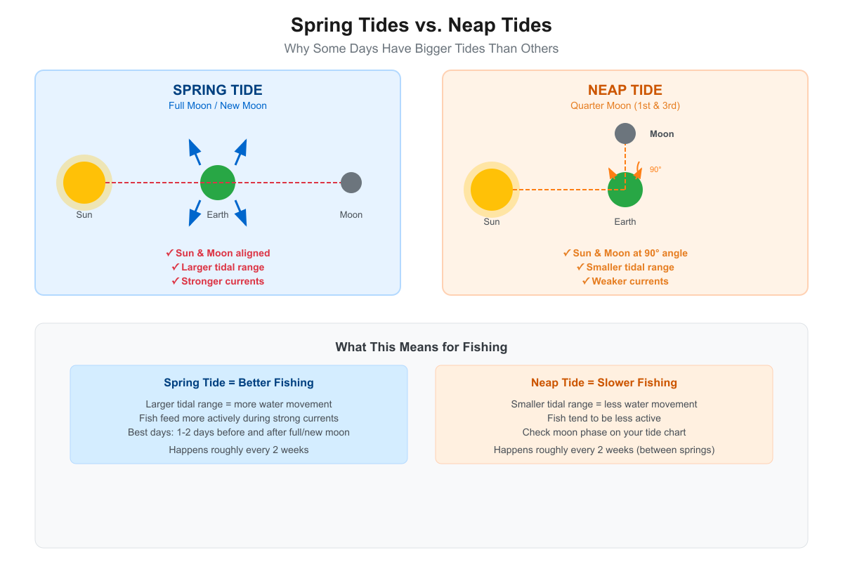 Diagram comparing spring tide (sun, Earth, and moon aligned) with larger tidal range vs neap tide (90 degree angle) with smaller tidal range