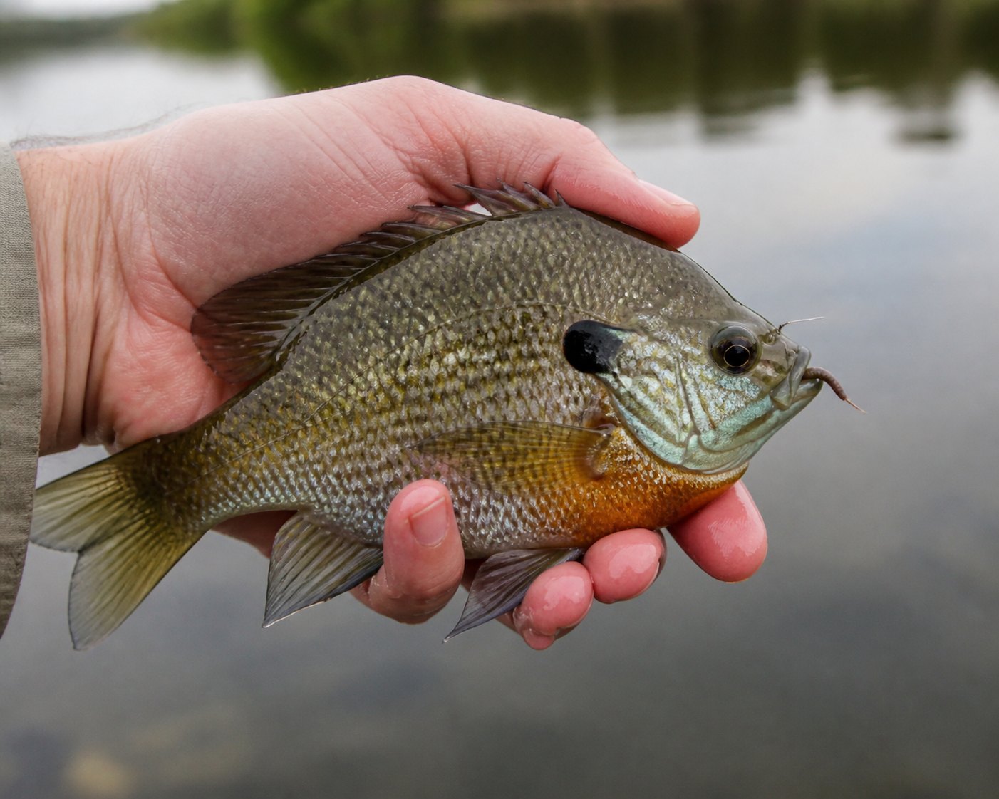 Bluegill caught on a worm, held gently above pond water