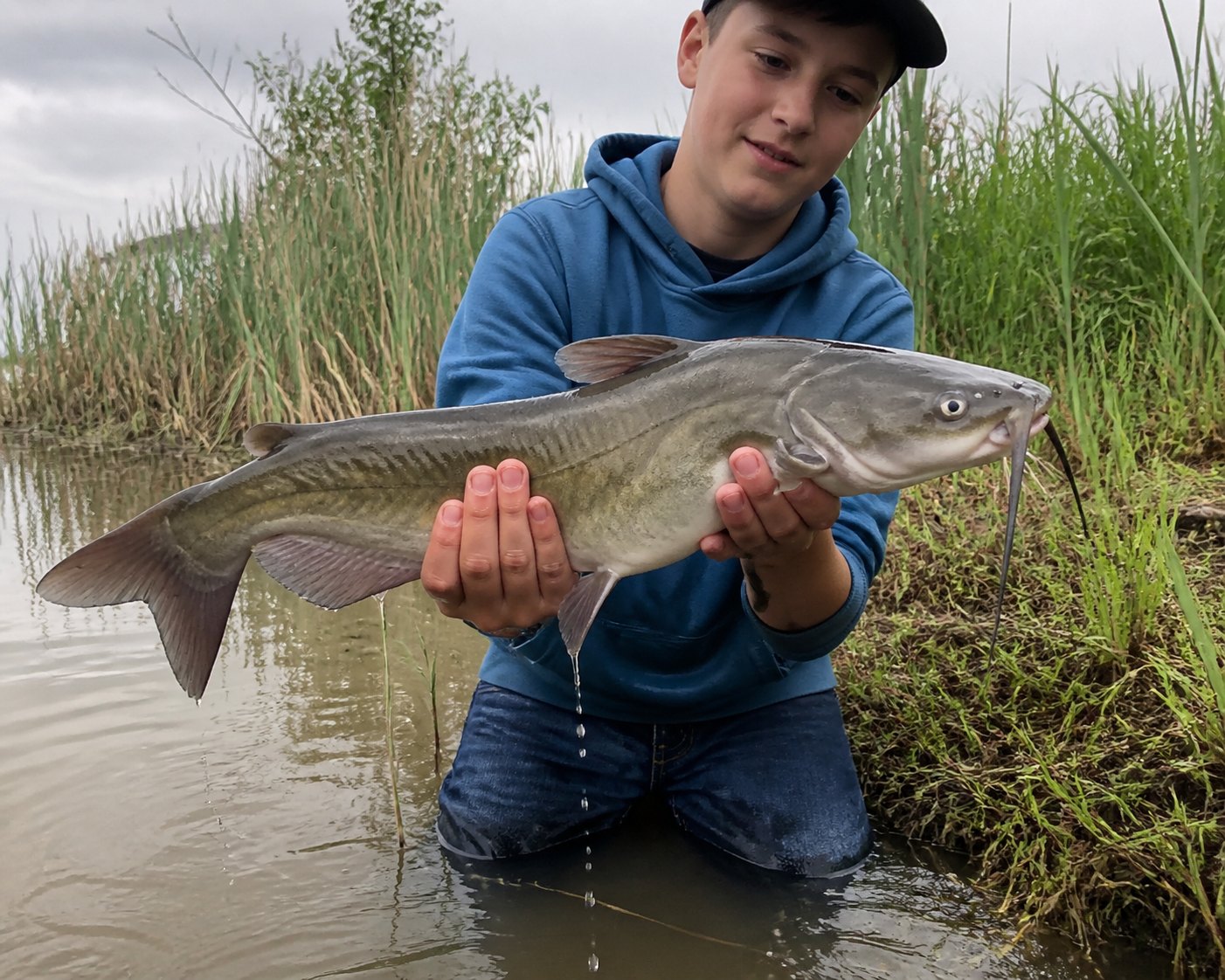 Channel catfish being lifted from a pond by a beginner angler on the shore