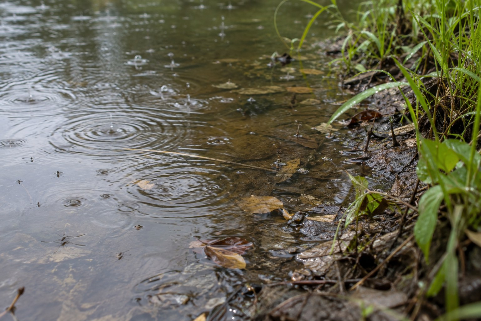 Raindrops disturbing the surface near a freshwater bank