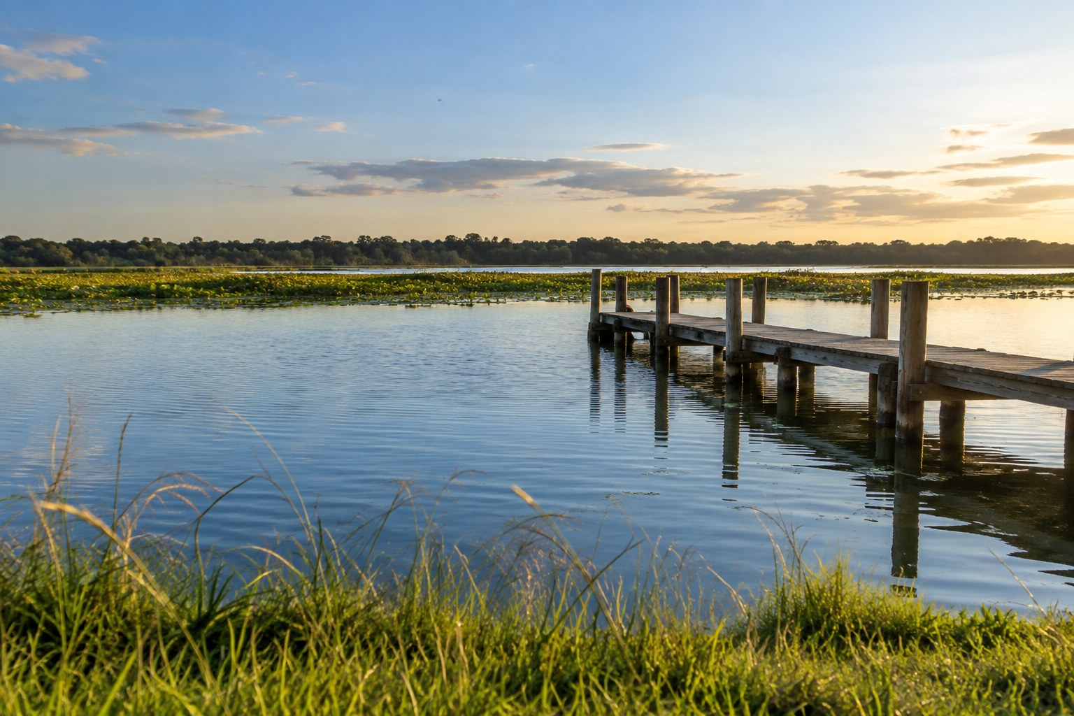 View from a grassy bank across a lake toward a weathered wooden dock and a line of emergent weeds at the water's edge