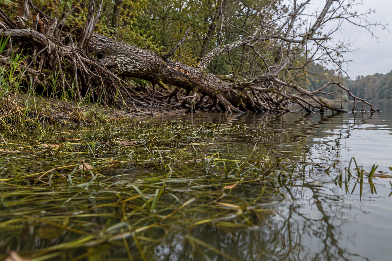 Shallow grass bed and fallen timber along a quiet bank