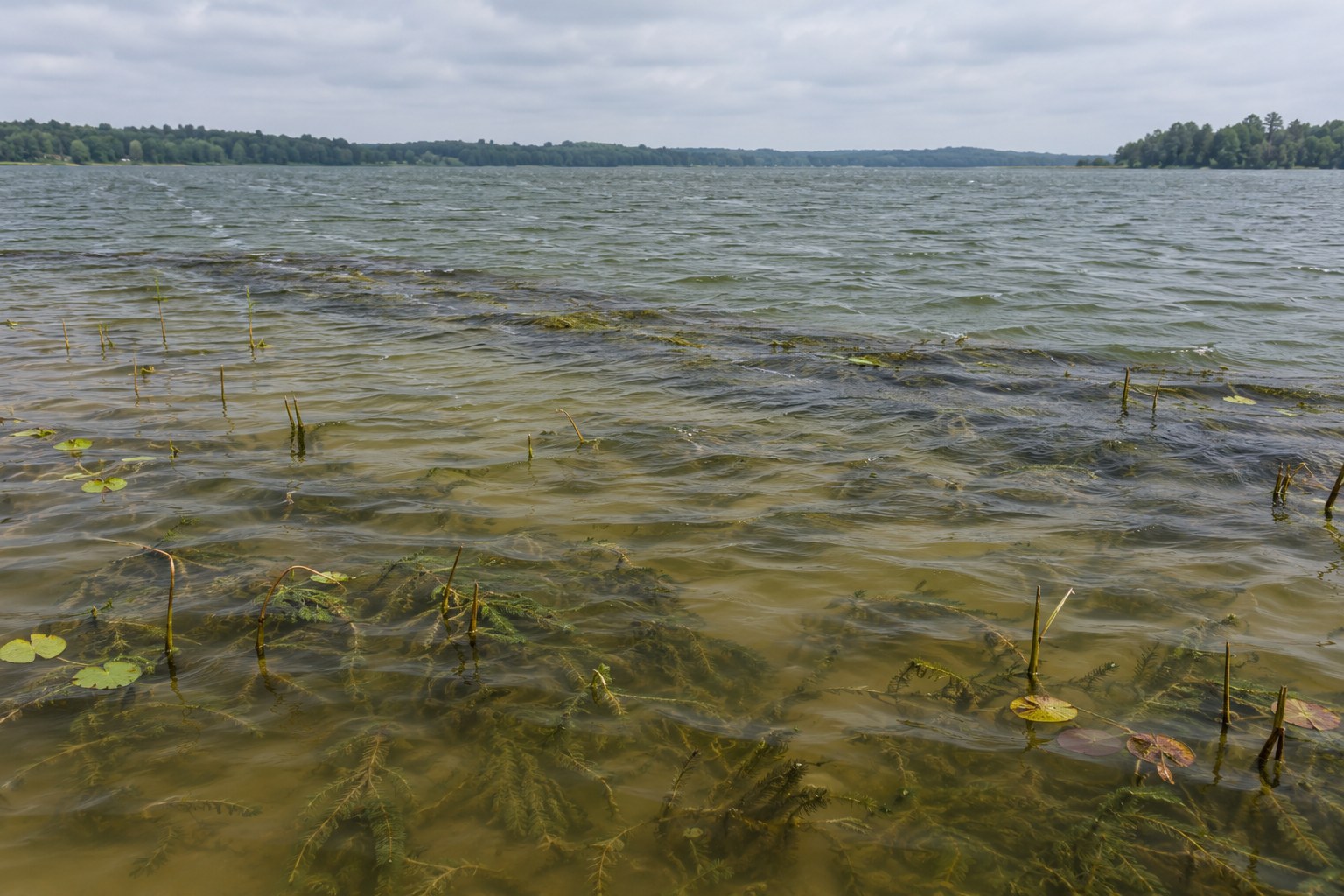 Wind chop over a grass flat on a stained lake